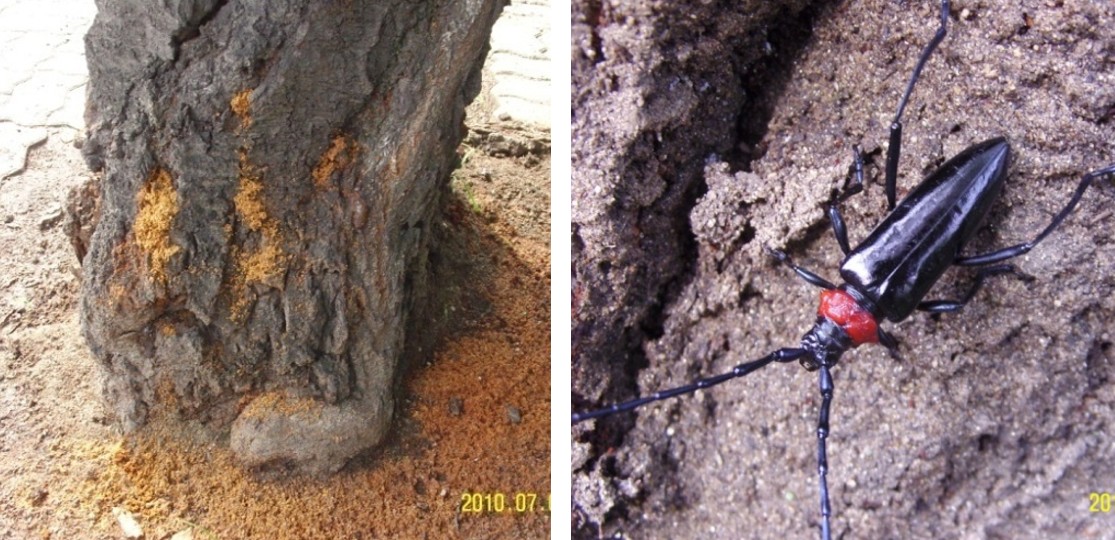 벚나무사향하늘소