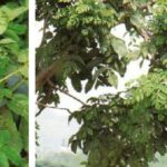 붉나무 빗자루병