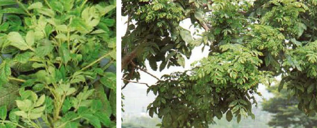 붉나무 빗자루병