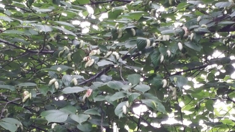 사사키잎혹진딧물