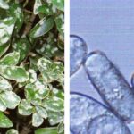 사철나무 흰가루병