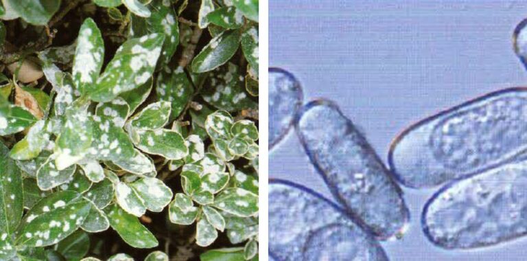 사철나무 흰가루병