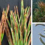 소나무류 갈색무늬병