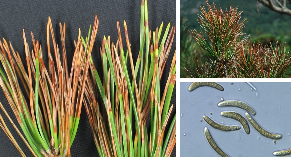 소나무류 갈색무늬병