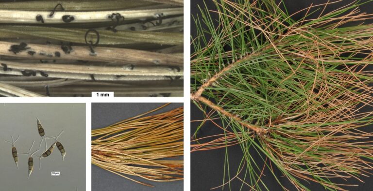 소나무류 페스탈로치아 잎마름병
