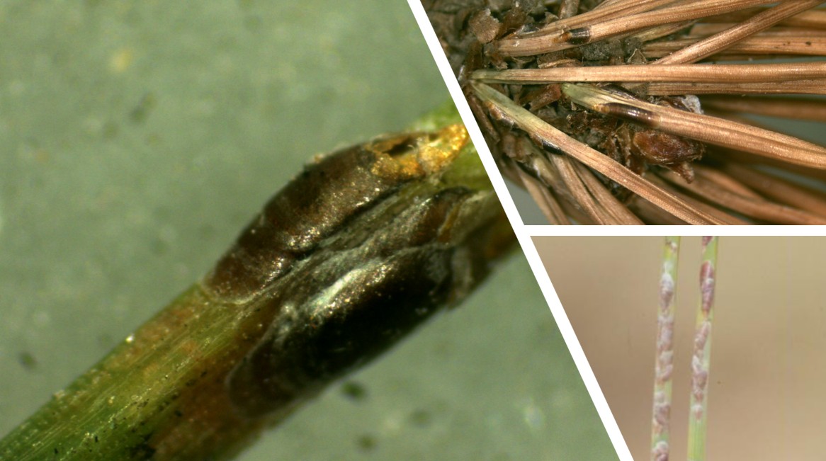 소나무굴깍지벌레