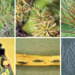 소나무류 잎떨림병