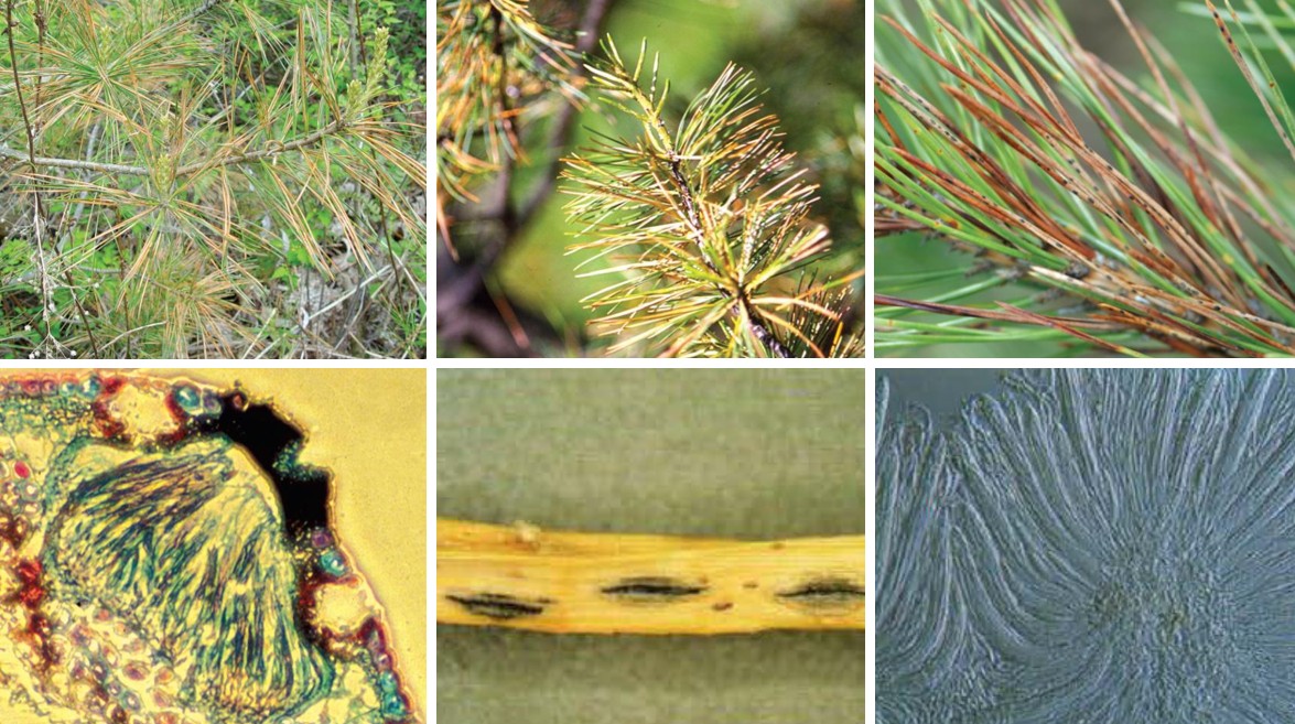 소나무류 잎떨림병