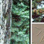 리기다소나무 송진가지마름병