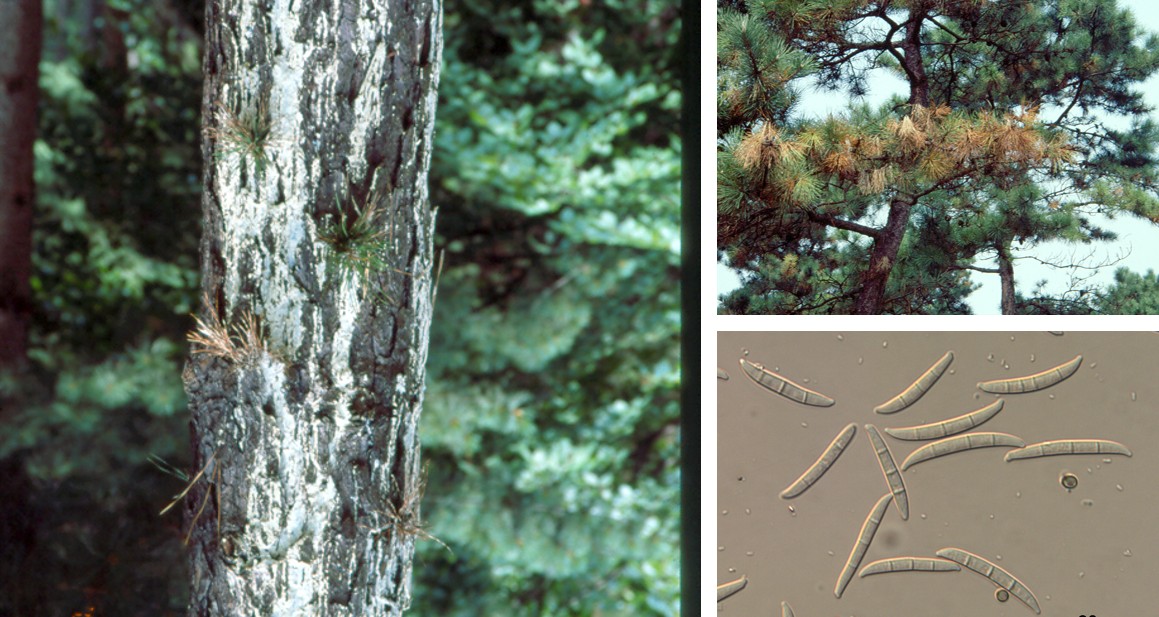 리기다소나무 송진가지마름병