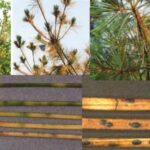 스트로브잣나무 잎떨림병