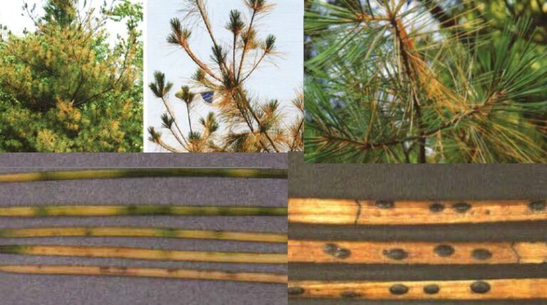 스트로브잣나무 잎떨림병