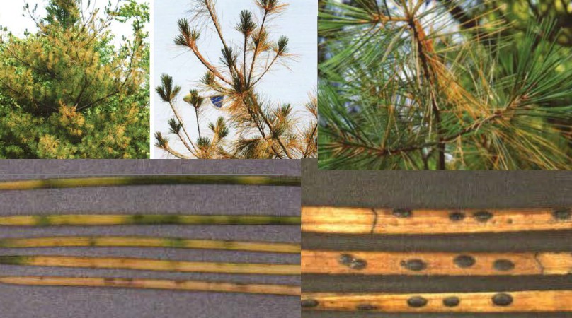 스트로브잣나무 잎떨림병