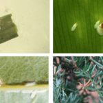 식나무깍지벌레