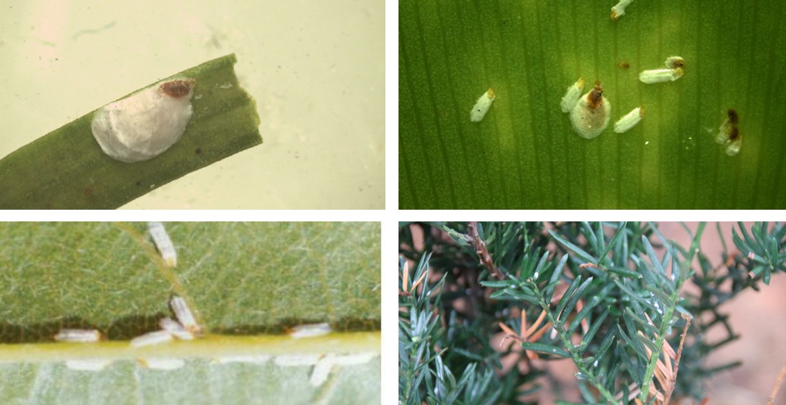 식나무깍지벌레