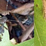 썩덩나무노린재