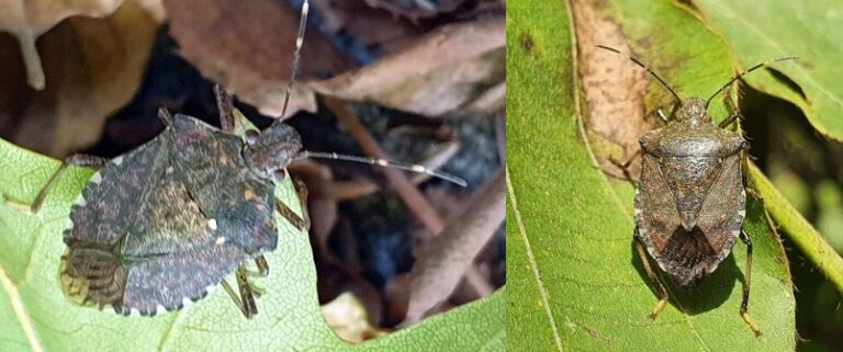 썩덩나무노린재