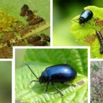 오리나무잎벌레