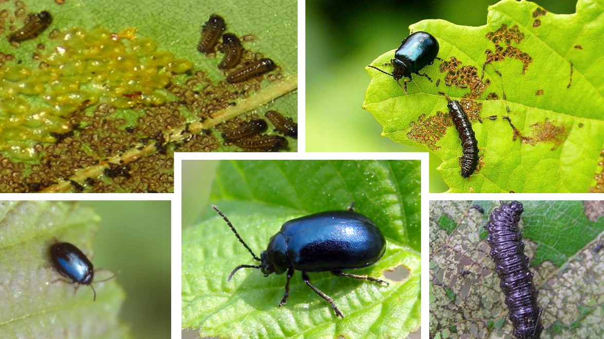 오리나무잎벌레