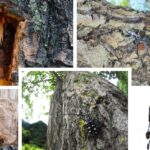 유리알락하늘소