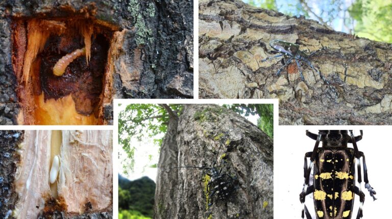 유리알락하늘소