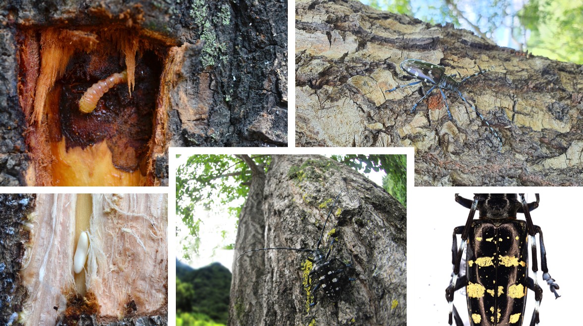 유리알락하늘소