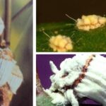 이세리아깍지벌레