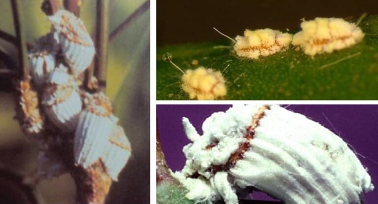 이세리아깍지벌레