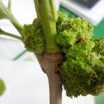 이팝나무 혹응애