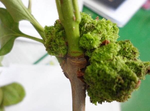 이팝나무 혹응애