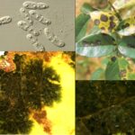 장미 검은무늬병