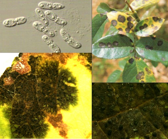 장미 검은무늬병