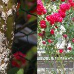 장미흰깍지벌레