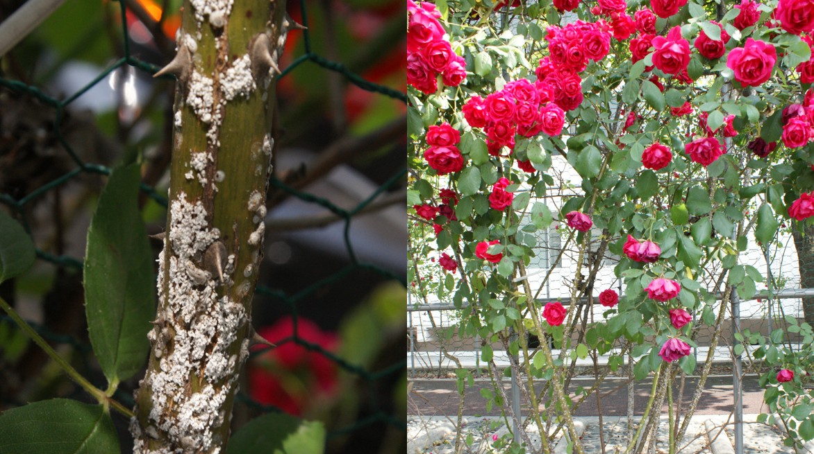 장미흰깍지벌레