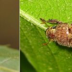 주둥무늬차색풍뎅이