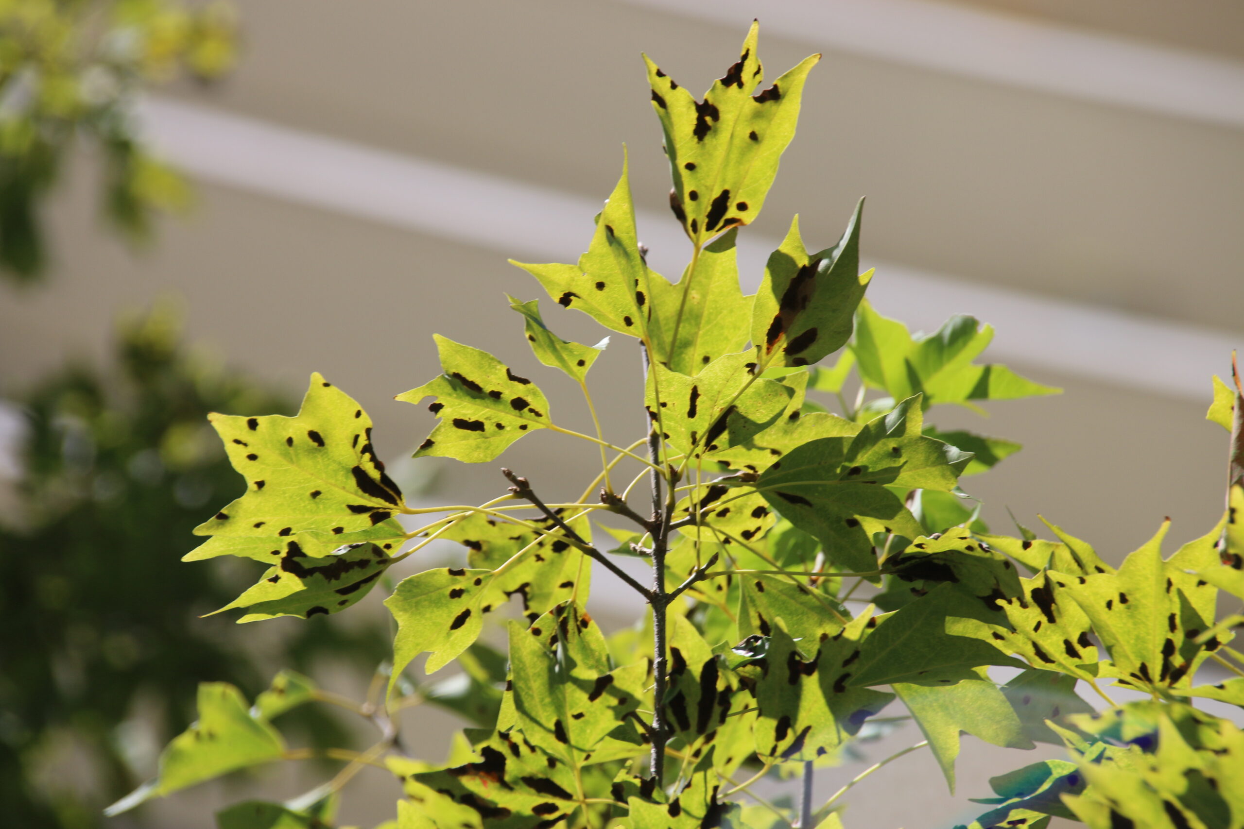 중국단풍혹응애