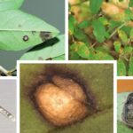 쥐똥나무 둥근무늬병