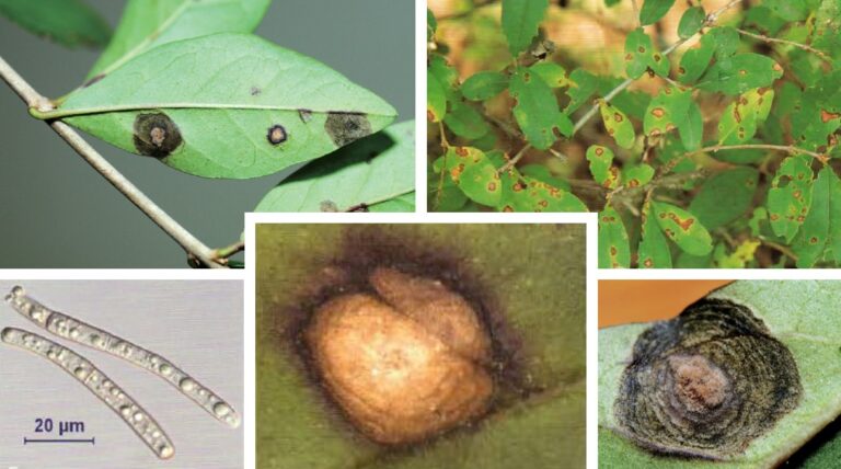 쥐똥나무 둥근무늬병