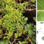 쥐똥나무 빗자루병