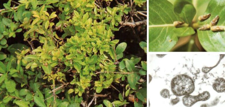 쥐똥나무 빗자루병