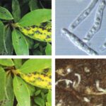 철쭉류 갈색무늬병