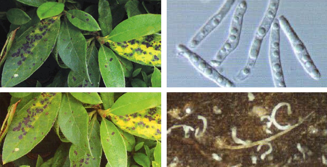 철쭉류 갈색무늬병