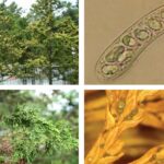 측백나무 검은돌기잎마름병