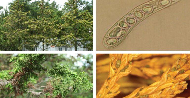 측백나무 검은돌기잎마름병