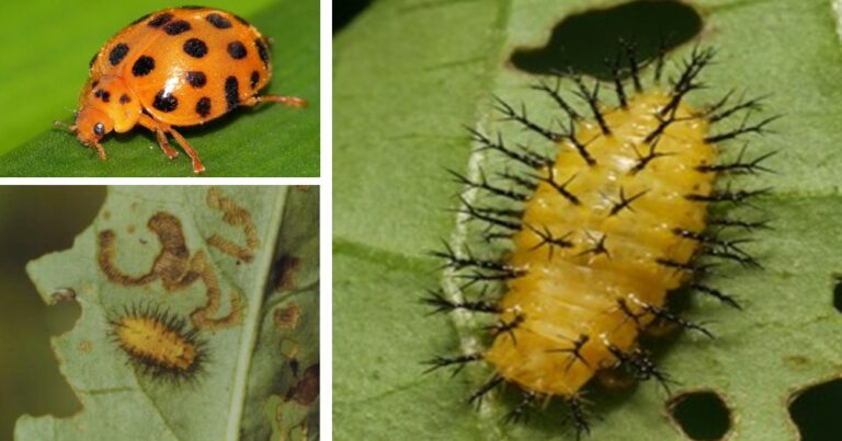 큰이십팔박점무당벌레