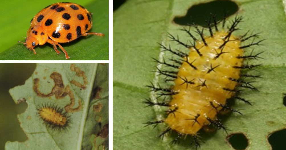 큰이십팔박점무당벌레