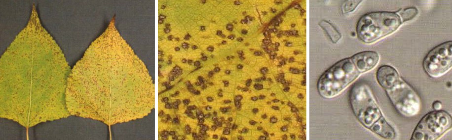 포플러류 점무늬잎떨림병