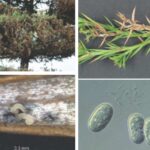 향나무 눈마름병