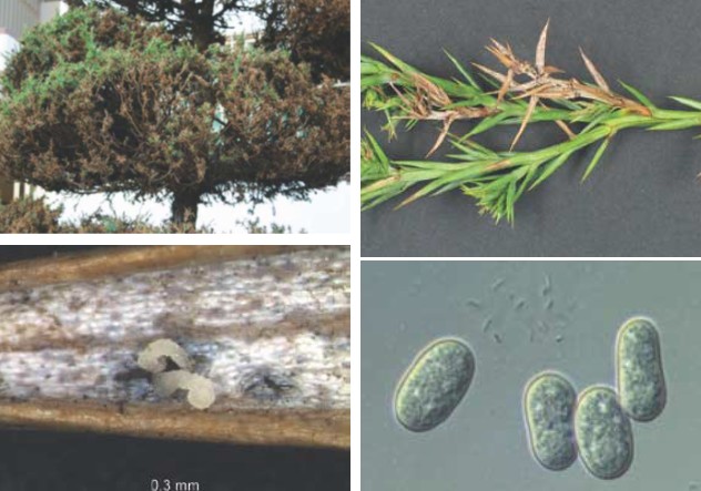 향나무 눈마름병