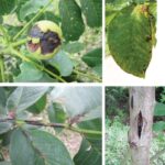 호두나무 갈색썩음병